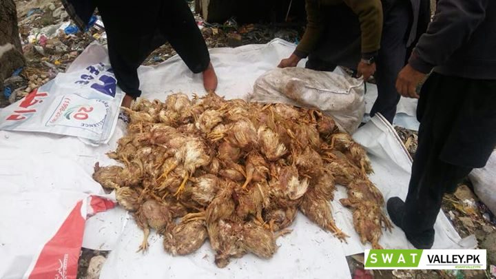ضلعی انتظامیہ سوات کا مینگورہ میں مردہ مرغیاں فروخت کرنے والے دوکانداروں کے خلاف کارروائی۔