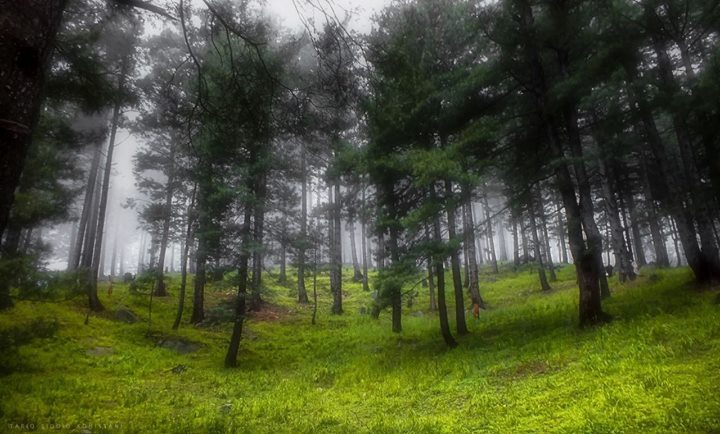 trek to palanchai meadows