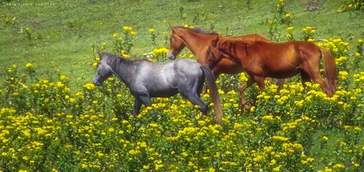 shunjo palanchai meadows bahrain swat pakistan