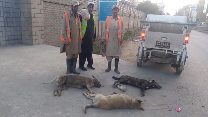 Crackdown against stray dogs in district Swat.