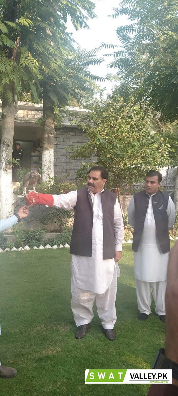 Swat Wildlife Department recovered 5 falcons from smugglers and released them immediately.