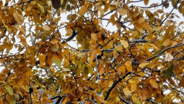 Autumnal vibesHome
.