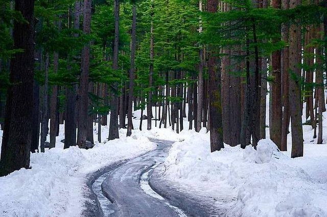 Ushu Forest, Kalam Valley, KPK.
.
Salman Munir