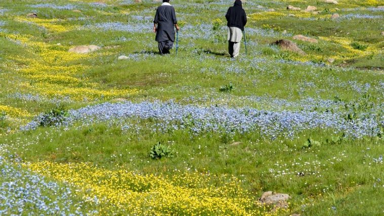 The vastness of Chukail and it's flower carpeted meadows.
La inmensidad de Chuka