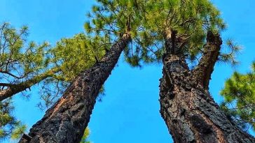 Vj Nelson Photography /FilmsNature Beauty Of PakistanColor Full Tree