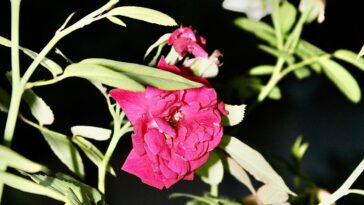 The beauty of nature
...
....:...
..........,....
..................
..........
