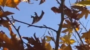 که څه هم د پښتنو د ډېرو سیمو یوازی پسرلی سمسور وي او خلک ترې خوند اخلي خو ځینې س