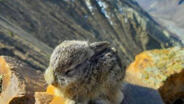Cuteness overloaded
A wild baby hare is sleeping in the Hindukush mountains of