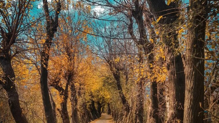Autumn in swat
.
No spring nor summer beauty hath such grace as
have seen in one