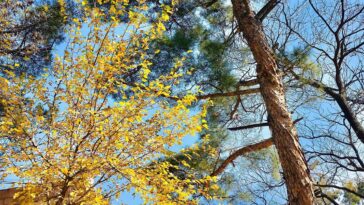 Nature’s beauty