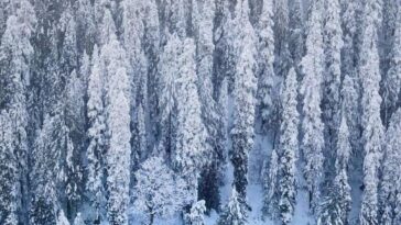 Would you be able to survive in this cold weather? Such a beautiful snowy day in