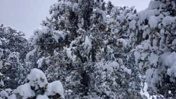 Some glimpses of snowfall at Chukail Meadows Swat