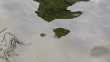 Trout Fish