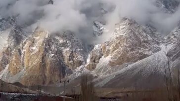 Majestic PASSU Cones in Winters.Follow for more amazing posts..
.
.