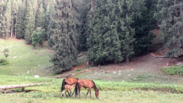 Tip Meadow Swat Valley Kpk Pakistan
.
.
.
.
||                   ||