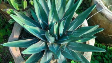 King of the agaves (Agave ferdinandi-regis) .