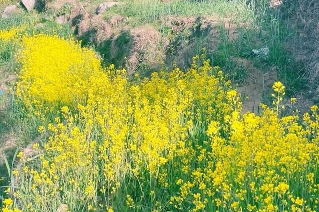 A beautiful mustard field at Darmai Matta Swat....
.
.