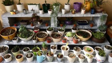 Check my Succulents and cactus collection.