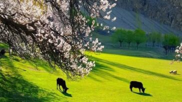 Blossom Chunda valley
....