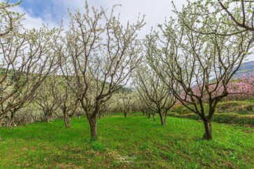 Spring colors in swat valley .