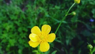 Spring swat kalakaly