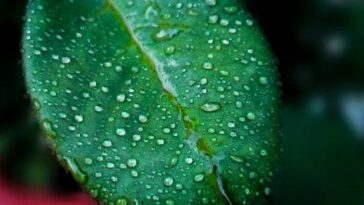 The Ross leaf on dew
.
.