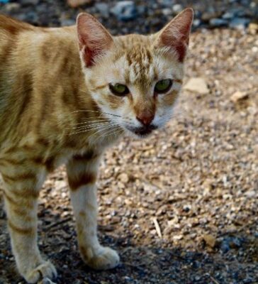 The cat (Felis catus) is a domestic species of small carnivorous mammal. It is t